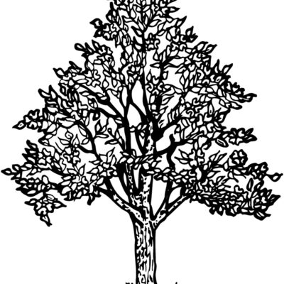 TREE0004 Thumbnail